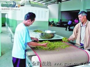 高效節(jié)能的微波茶葉烘干機 提升制茶品質(zhì)的新選擇